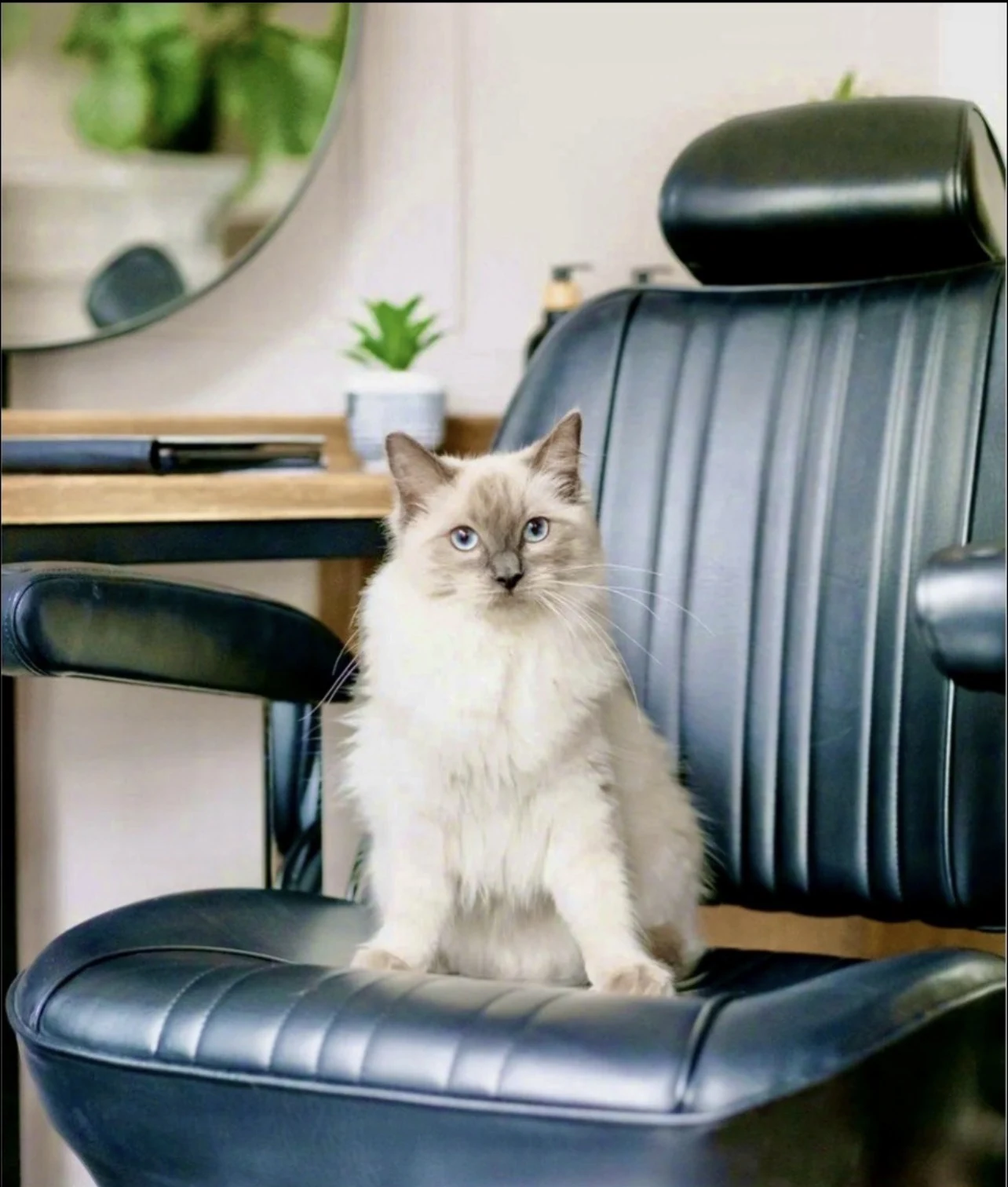 Miss Evie seated on a salon chair